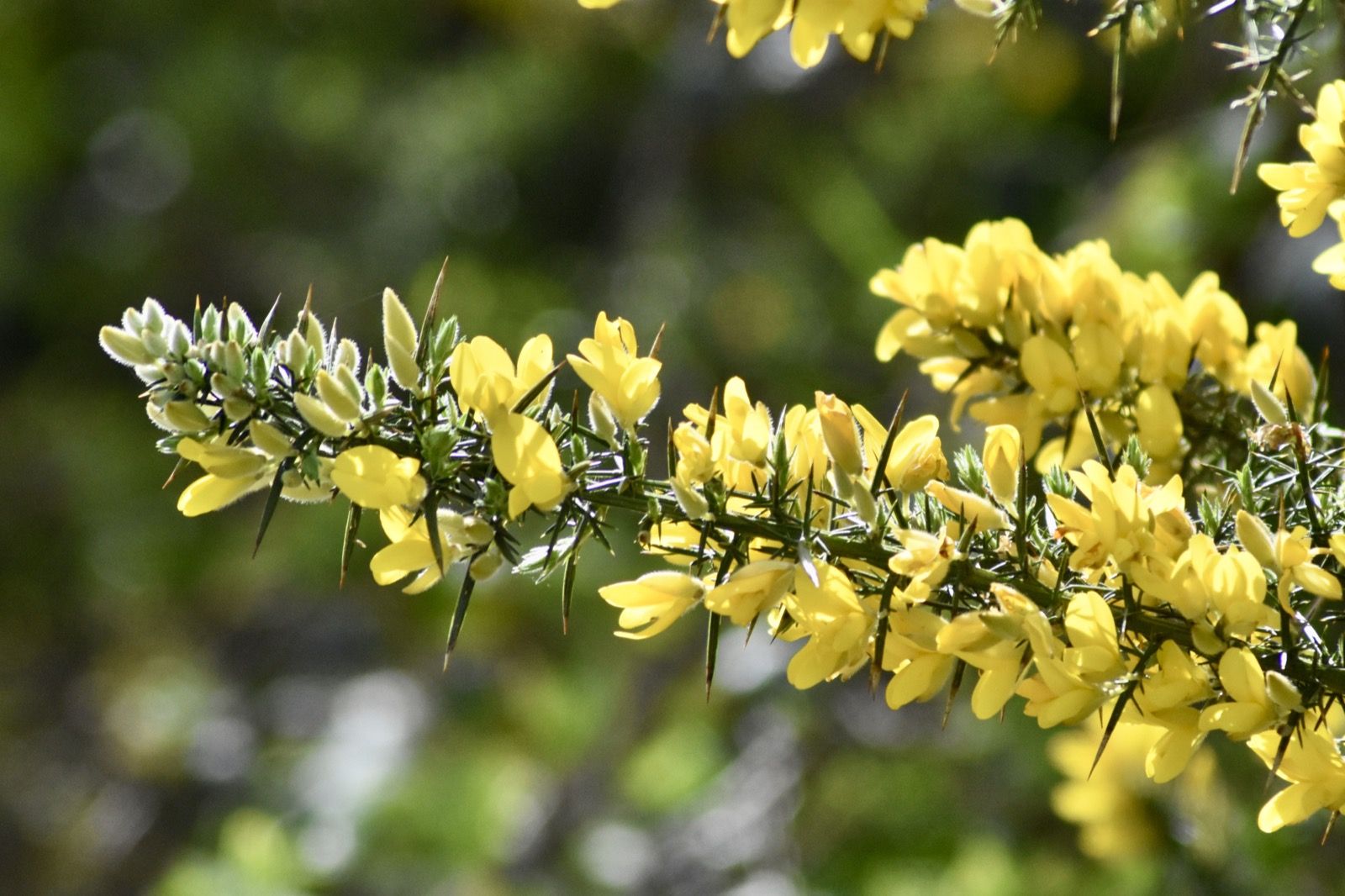 Dingle and Surrounds Button